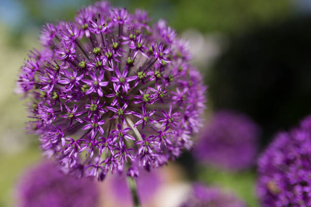 allium giganteum in garden