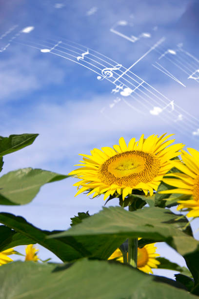 istock Sunflower in the blue sky 970758556