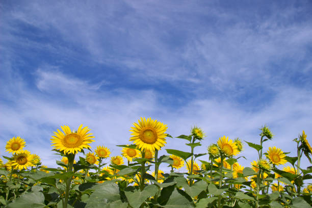 istock Sunflower in the blue sky 970758992