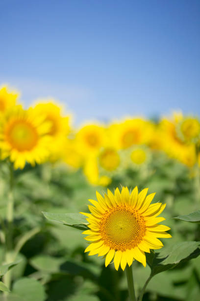 sunflower in the blue sky - sunflower side view yellow flower imagens e fotografias de stock