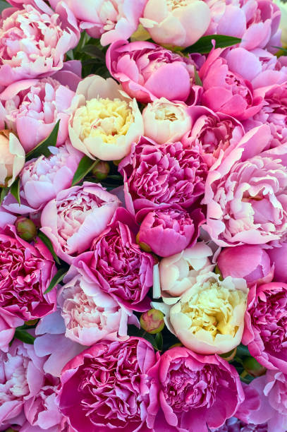 istock Peony flowers pink and white 970763432