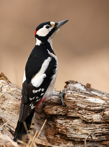 Great Spotted Woodpecker (Dendrocopos major)