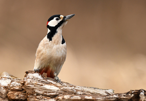 Great Spotted Woodpecker (Dendrocopos major)