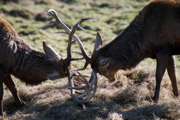 istock Two male deer clashing antlers in the spring 970771712