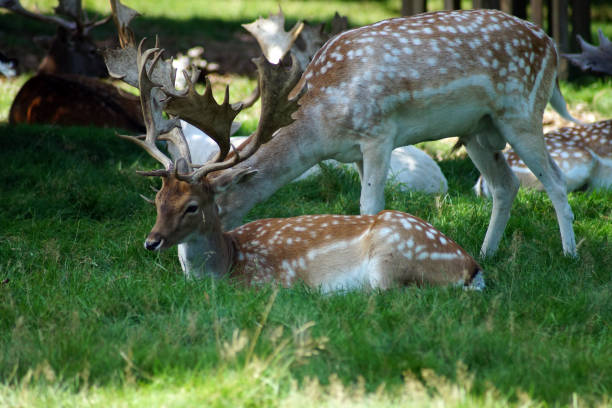 istock A group of deer sitting on grassland 970771882