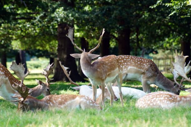 istock A group of deer sitting on grassland 970774494