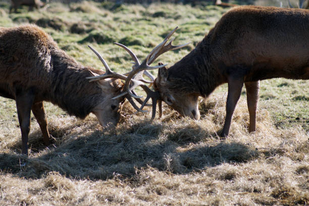 istock Two male deer clashing antlers in the spring 970775204