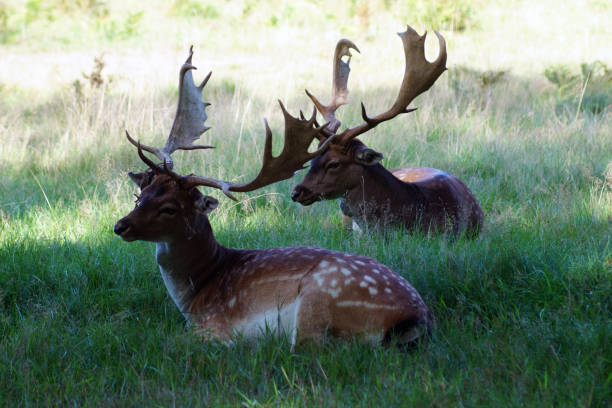 istock A group of deer sitting on grassland 970775334
