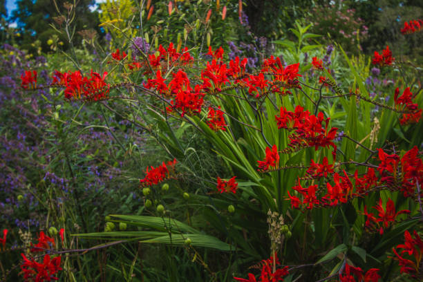 crocosmia "emberglow"-그레이트 dixter 집, northiam, 이스트 서 섹스에서 밝은 빨강 주황색 꽃 - 애기범부채 뉴스 사진 이미지