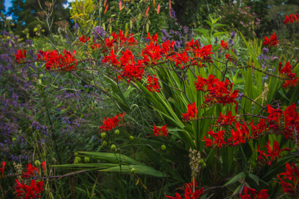 Crocosmia "Emberglow"- bright red-orange flowers in Great Dixter, house and gardens in Northiam, East Sussex Crocosmia little bright red flowers on branch in Great Dixter, Creating gardens, close-up. crocosmia stock pictures, royalty-free photos & images