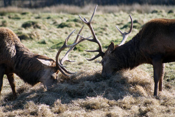 istock Two male deer clashing antlers in the spring 970775508
