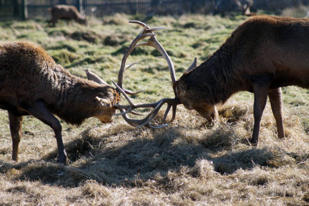 istock Two male deer clashing antlers in the spring 970775554