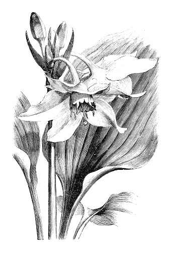 Botany plants antique engraving illustration: Eucharis × grandiflora, Amazon lily