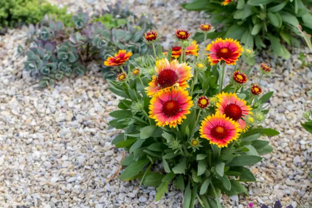 Gaillardia flower red Flower of the Aster family, used in landscaping, and for creating holiday bouquets.