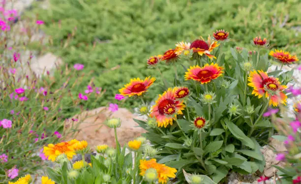 Gaillardia flower red Flower of the Aster family, used in landscaping, and for creating holiday bouquets.