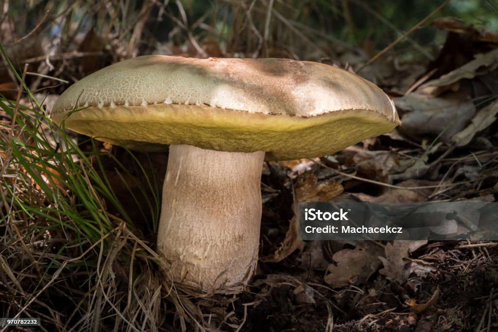 Edible mushroom Boletus reticulatus in sunny forest Detail shot of edible mushroom Boletus reticulatus in sunny forest, Czech Republic, Europe Autumn Stock Photo