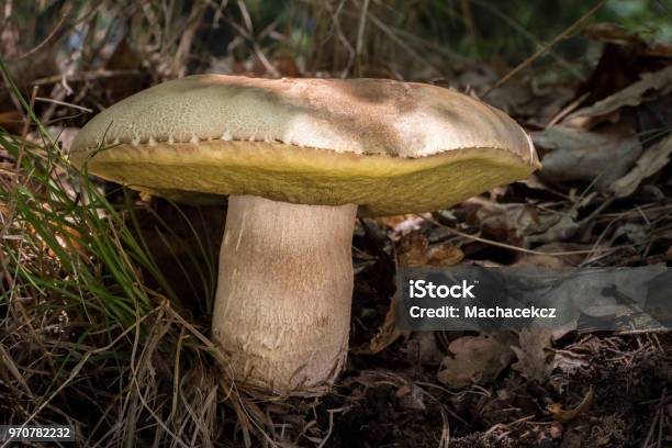 Edible Mushroom Boletus Reticulatus In Sunny Forest Stock Photo - Download Image Now