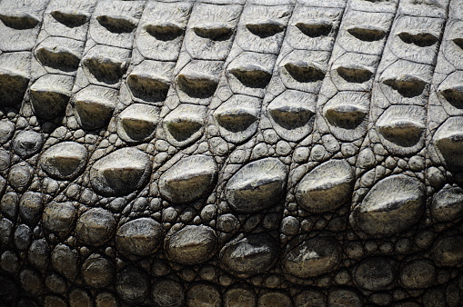 crocodile skin like abstract texture