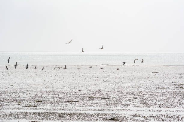 Birds flying over sand beach in Normandy stock photo