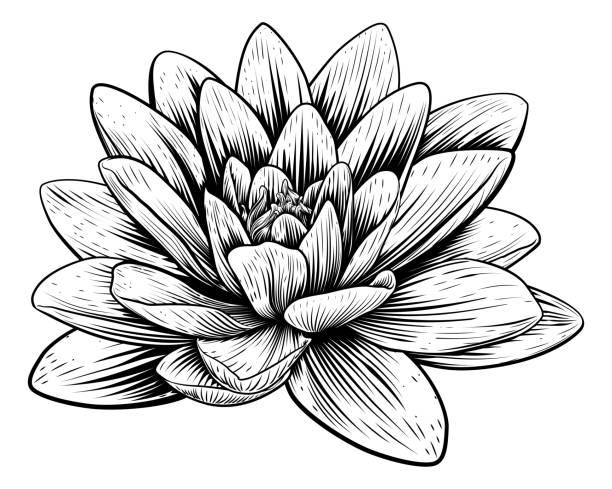 Lotus Flower Water Lily Vintage Woodcut Etching A lotus lily water flower in a vintage woodcut engraved etching style vintage tattoo styles stock illustrations