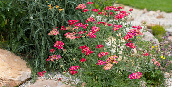 Achillea glaberrima red perennial plant used in landscape design.