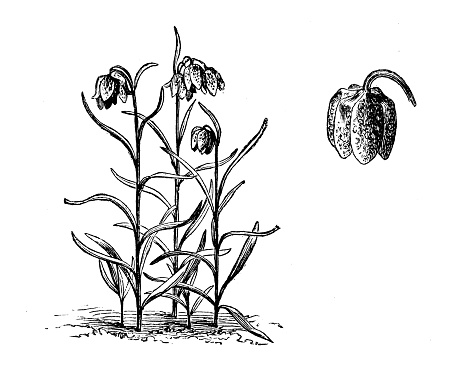 Botany plants antique engraving illustration: Fritillaria meleagris, snakeshead