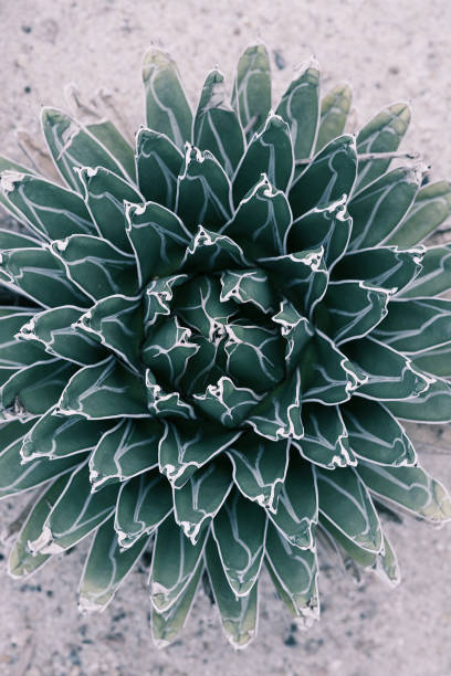 istock Queen Victoria Agave a desert plant 970795754
