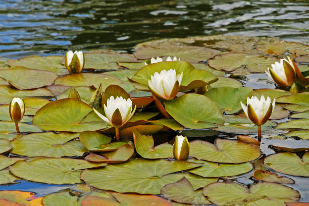 istock Beautiful white water lilies blossoming in a summer pond 970795864