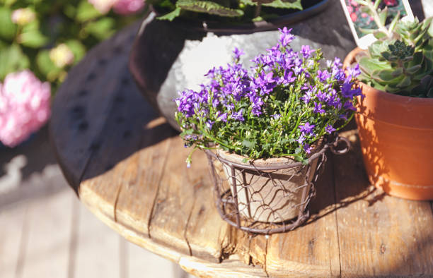 istock Bell flowers in the flowerpot 970798870