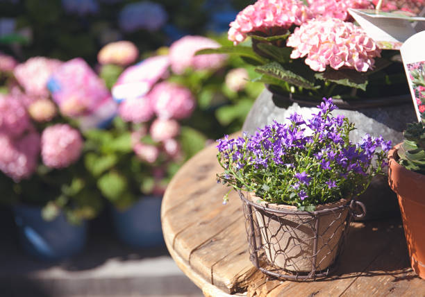 istock Bell flowers in the flowerpot 970798898