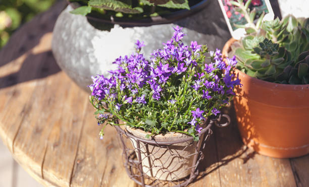 istock Bell flowers in the flowerpot 970798902