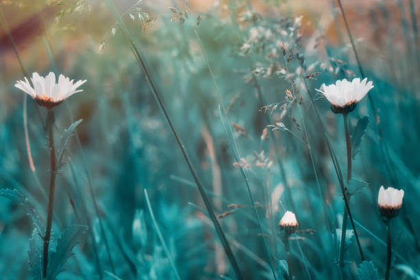 istock Field camomiles.Wildflowers.Morning. 970798904