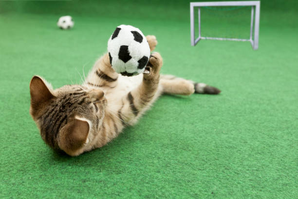 istock tabby cat holding soccer ball between paws 970802524