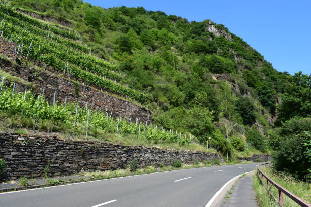 istock terraced steep fields near Rech in Ahr valley 970802600