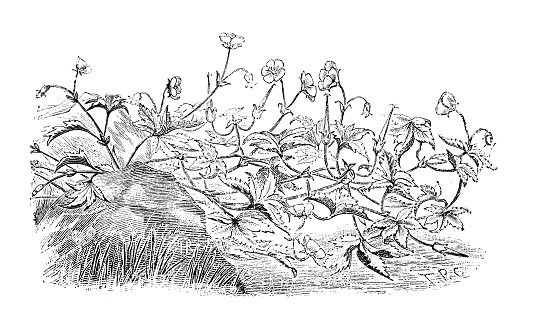 Botany plants antique engraving illustration: Geranium wallichianum