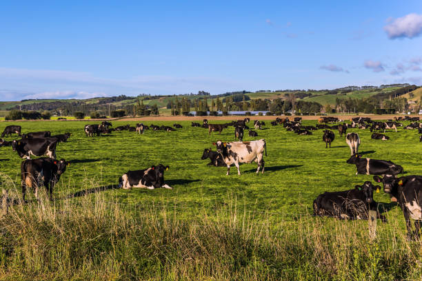 istock Huge herd of cows grazing in a meadow 970805672