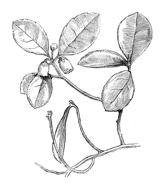 illustrations, cliparts, dessins animés et icônes de plantes de botanique antique illustration de gravure : gaultheria procumbens, teaberry orientale, checkerberry, boxberry, thé des bois américains - wintergreen