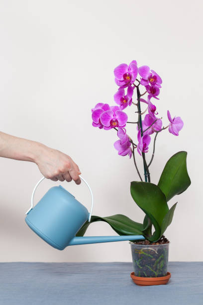 a florist girl pours an orchid from a watering can - orchid flower pink flower head imagens e fotografias de stock