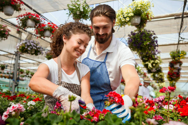 istock Young couple gardeners cutting flowers 970806796