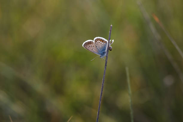 istock Beautiful little butterfly sitting on the grass lit by the setting sun 970806938