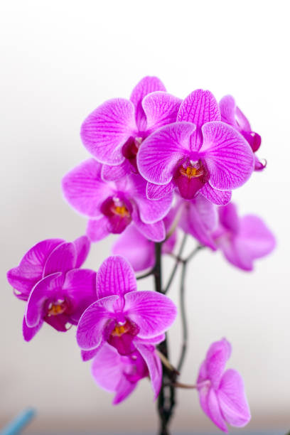 istock Clouse-up phalaenopsis orchid flower agnist light background 970807012