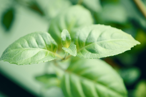 Close-up barnch of plant with small green leaves