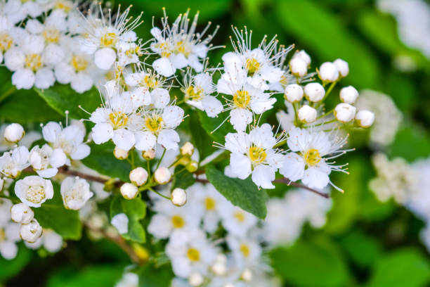 istock Close-up bunch of garden white flowers 970807032