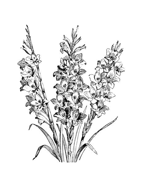 ilustrações, clipart, desenhos animados e ícones de plantas de botânica antiga ilustração de gravura: gladíolo gandavensis - gladiolus