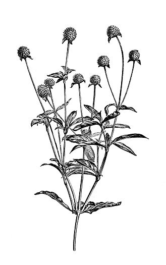 Botany plants antique engraving illustration: Gomphrena globosa, globe amaranth, makhmali, vadamalli