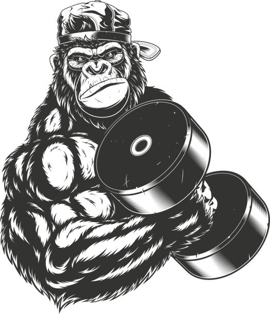 Terrible gorilla athlete Vector illustration, ferocious gorilla bodybuilder performs an exercise with a large dumbbell animal macho stock illustrations