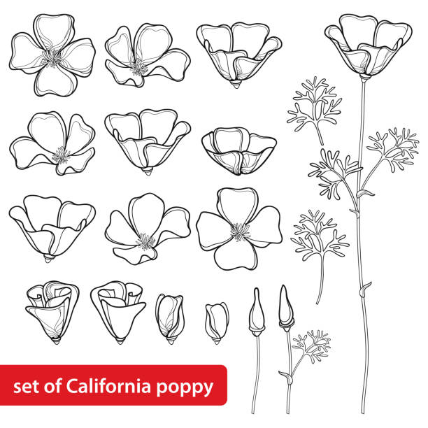 Vector set with outline California poppy flower or California sunlight or Eschscholzia, leaf, bud and flower in black isolated on white background. Vector set with outline California poppy flower or California sunlight or Eschscholzia, leaf, bud and flower in black isolated on white background. Contour poppy for summer design and coloring book. california golden poppy stock illustrations
