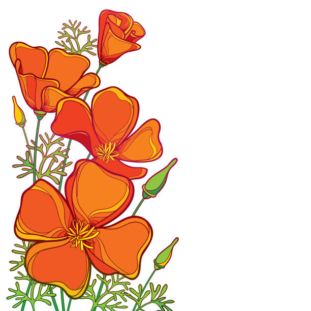 Vector corner bouquet of outline orange California poppy flower or California sunlight or Eschscholzia, green leaf and bud isolated on white background. Vector corner bouquet of outline orange California poppy flower or California sunlight or Eschscholzia, green leaf and bud isolated on white background. Ornate contour poppies for summer design. california golden poppy stock illustrations