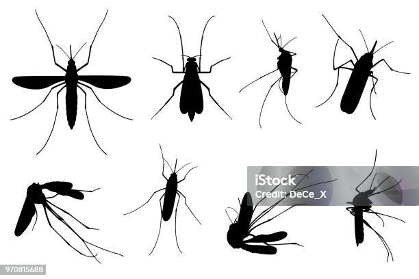 Ensemble De Différents Moustiques Vecteurs libres de droits et plus d'images vectorielles de Moustique - Moustique, Vectoriel, Silhouette - Contre-jour