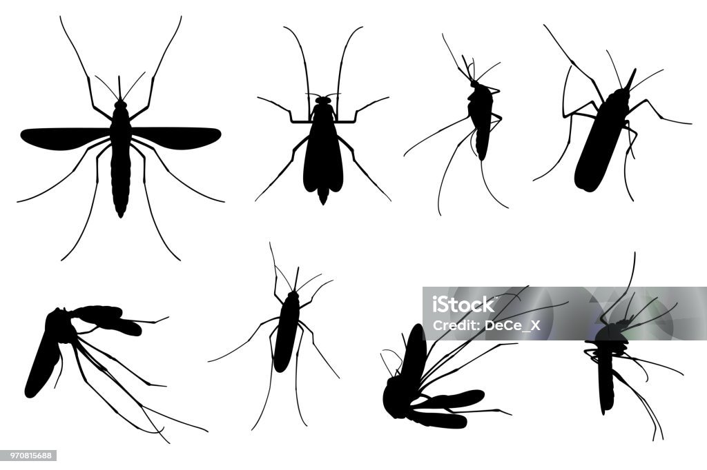 Set of different mosquitoes Set of different mosquitoes isolated on white Mosquito stock vector